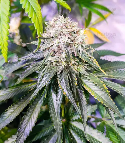 Lemon OG feminisierte Samen (AlphaFem Seeds)