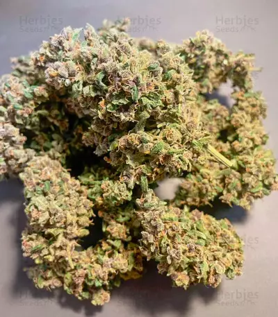 Red Strawberry Banana Auto feminisierte Samen (Sweet Seeds)