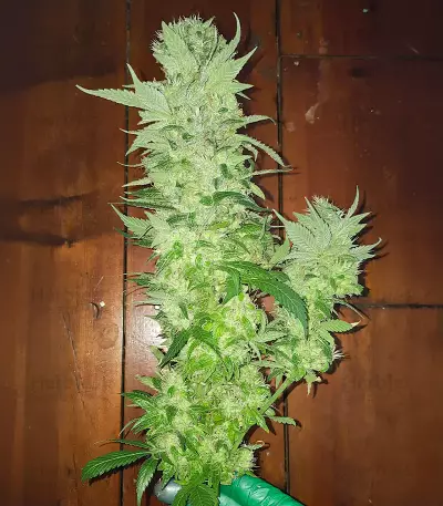 Royal Moby (RQS) Cannabis-Samen