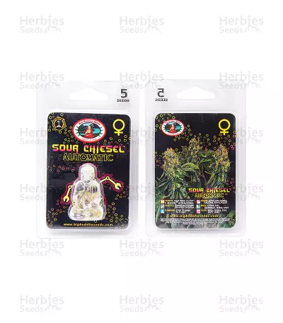 Sour Chiesel Automatic (Big Buddha Seeds) Cannabis-Samen