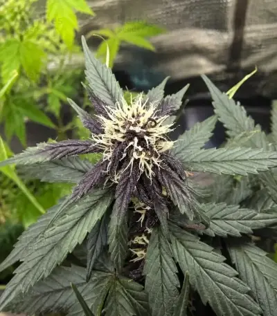 Auto Strawberry Soda (Dutch Passion)