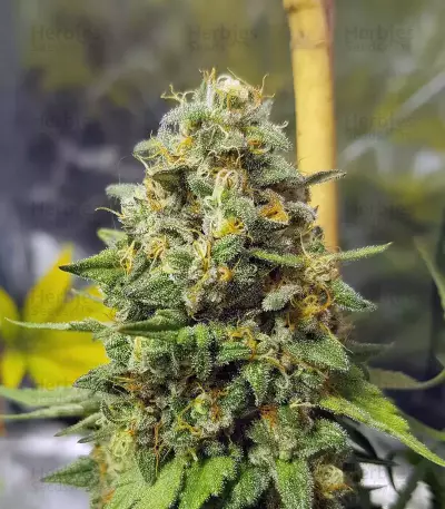 Blue Gelato 41 feminisierte Samen