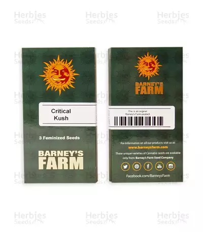 Critical Kush feminisierte Samen (Barney's Farm)