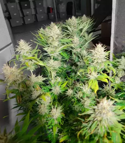 Durban Thai x C99 feminisierte Samen (Brothers Grimm Seeds)