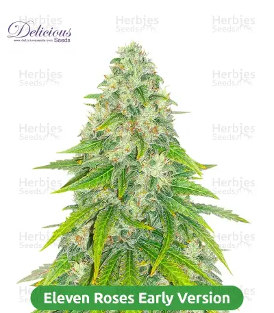 Fast Finish Bundle #1: 3x3 seeds (Mixed)