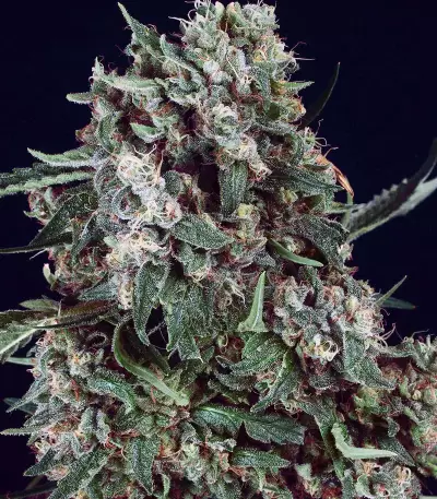 Fire OG Kush (Big Head Seeds) Cannabis-Samen