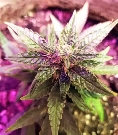 Gorilla Auto (GG#4 Original Glue Auto) (Expert Seeds) Cannabis-Samen