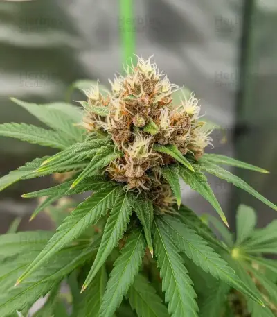 Mind Bender (K.C. Brains Seeds) Cannabis-Samen