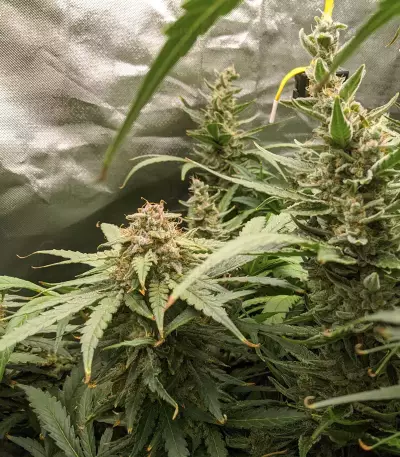 Monster Bruce Banner Auto feminisierte Samen (Monster Genetics)