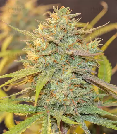 Original Auto Cheese (Fast Buds) Cannabis-Samen