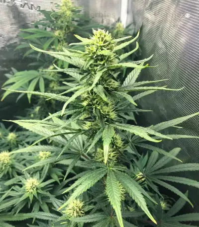 Pineapple Muffin Autoflower feminisierte Samen (Humboldt Seed Company)