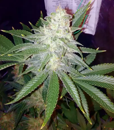 Pink Kush (Barney's Farm) Cannabis-Samen