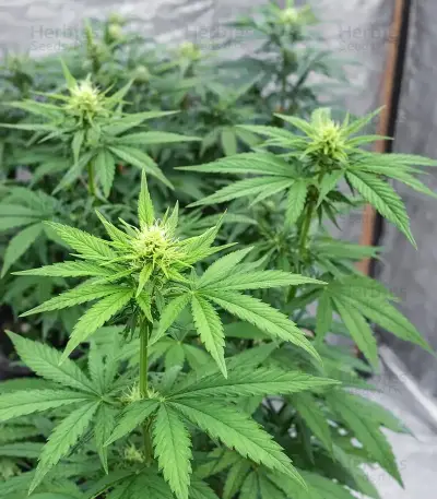 Purple Mango Kush feminisierte Samen (Delicious Seeds)