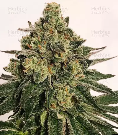 Z (Blackskull Seeds) Cannabis-Samen