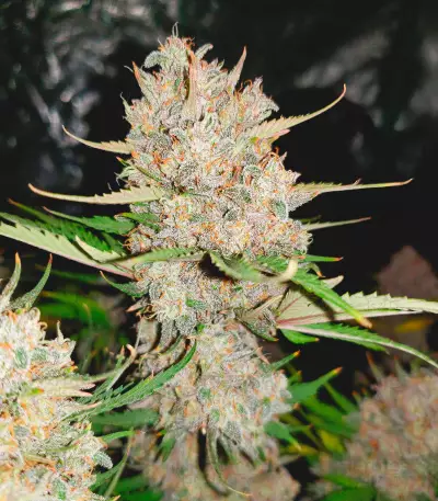 West Coast O.G. Auto (Fast Buds) Cannabis-Samen