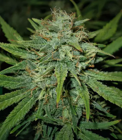 4 Assed Monkey (Mephisto Genetics) Cannabis-Samen