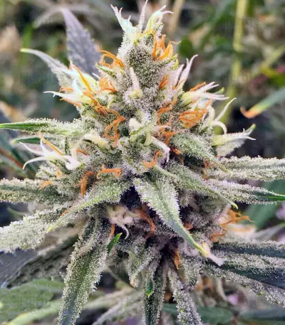 Vanilla Kush feminisiertes Saatgut (Barney's Farm)