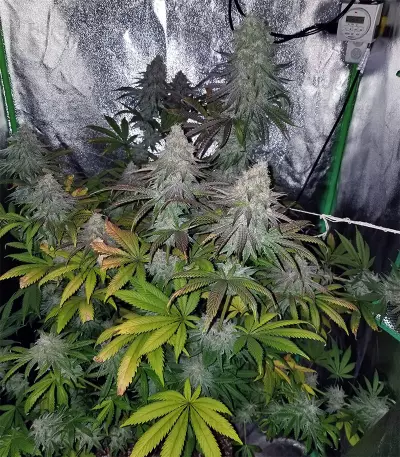 Acid Dough (Ripper Seeds) Cannabis-Samen