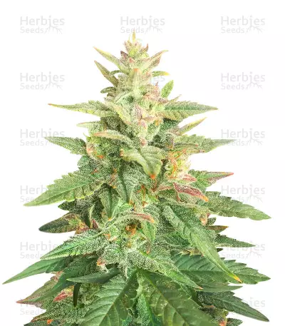Classic Auto Mix feminisierte Samen (Herbies Seeds)