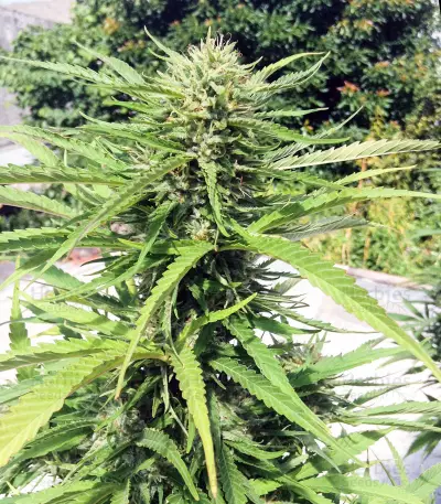 Brooklyn Mango (Dr. Underground) Cannabis-Samen