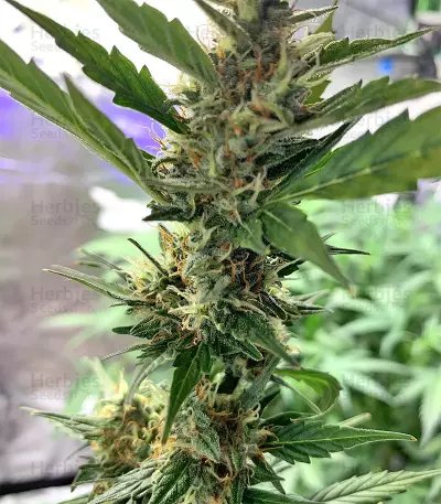 Cookies and Cream Strain
