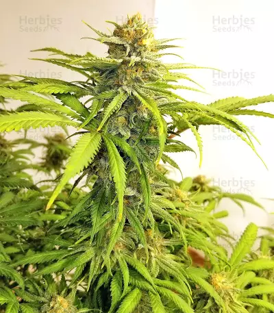 Critical 47 (Positronics Seeds) Cannabis-Samen