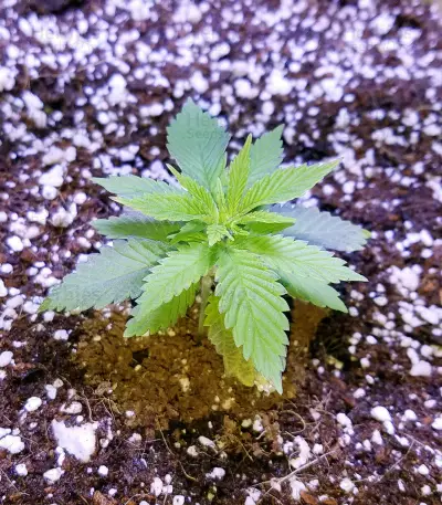 Dogstar Dawg (Big Head Seeds) Cannabis-Samen