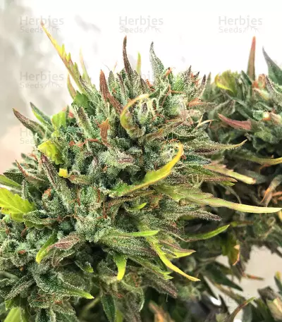 Girl Scout Cookies Auto (Original Sensible Seeds) Cannabis-Samen
