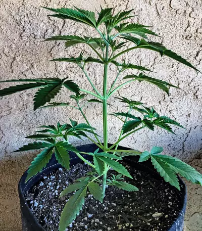 Girl Scout Cookies Auto (Original Sensible Seeds) Cannabis-Samen