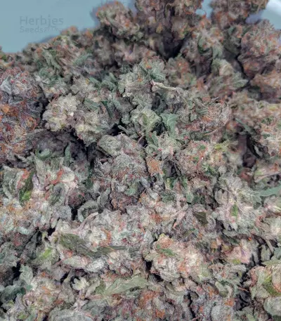 Girl Scout Cookies (BlimBurn Seeds) Cannabis-Samen
