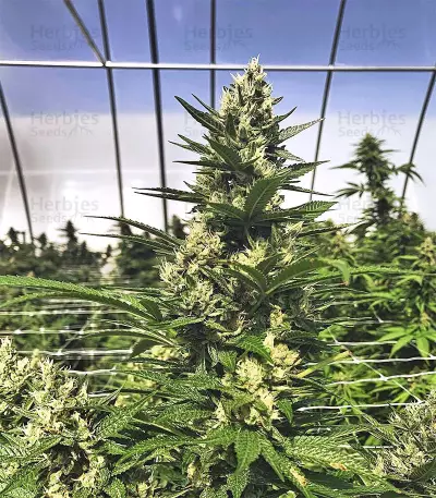 Gorilla Cookies (Big Head Seeds) Cannabis-Samen