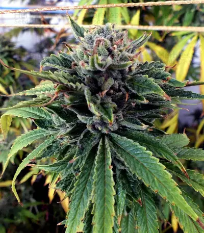 Grape Inferno regular (TGA Subcool Seeds / SubCool’s The Dank) Cannabis-Samen