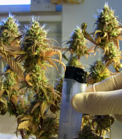 Kosher Kush (Reserva Privada) Cannabis-Samen