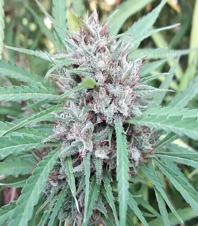 Malawi Breeders Pack regular (Ace Seeds) Cannabis-Samen