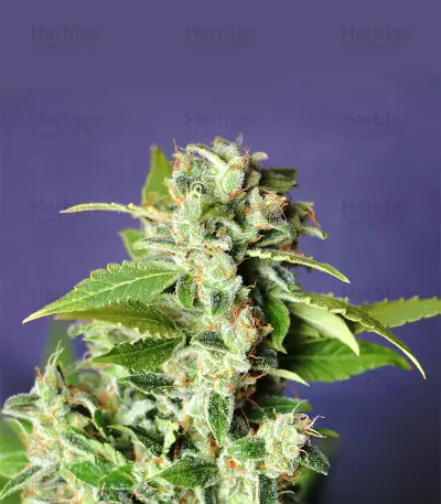 Mango Haze Regular (Mr. Nice Seedbank) Cannabis-Samen