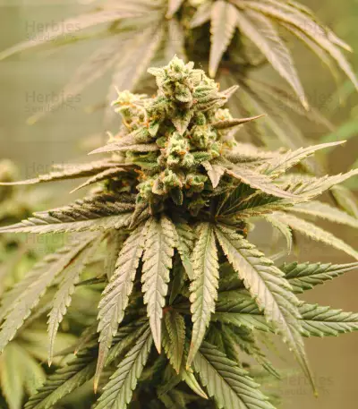 NYC Diesel (Zambeza Seeds) Cannabis-Samen