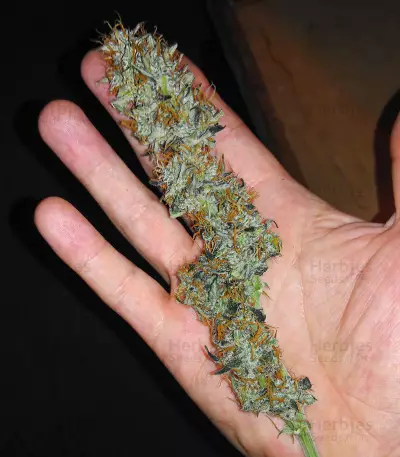 Narcotherapy Auto (Cream of the Crop Seeds) Cannabis-Samen