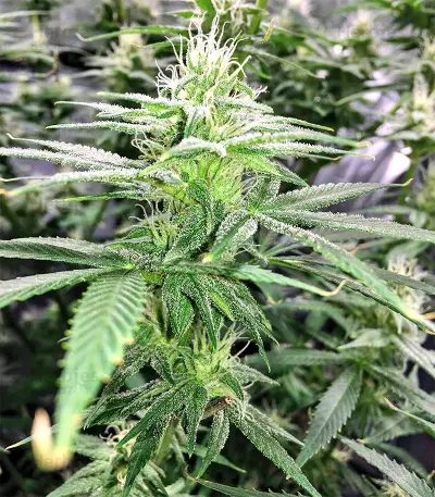 Pakistan Chitral Kush Standard (Ace Seeds) Cannabis-Samen