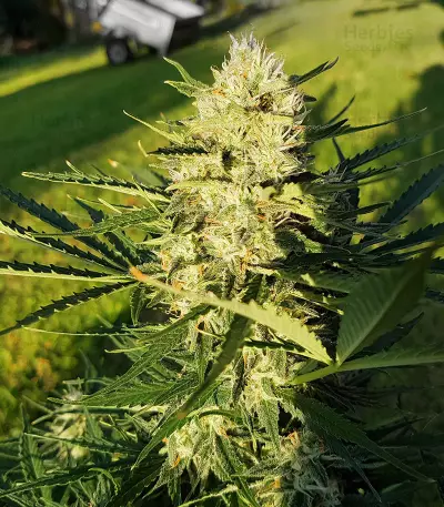 Purple Punch Autoflower (Seedstockers) Cannabis-Samen