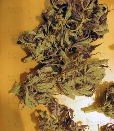 Shit regular (Mr. Nice Seedbank) Cannabis-Samen