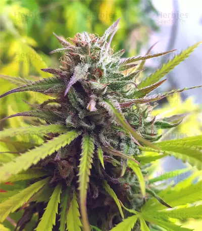 Speedy Chile Fast Flowering (RQS) Cannabis-Samen