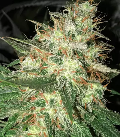 Strawberry Eclair (G13 Labs) Cannabis-Samen