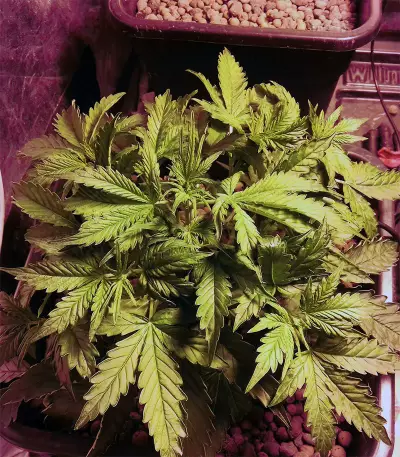 Thin Mint Crack (Seedstockers) Cannabis-Samen