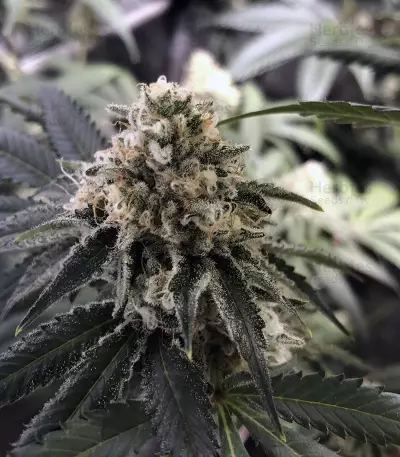 Wedding Gelato (RQS) Cannabis-Samen