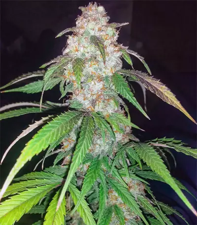 Wild Thailand Ryder Auto (World of Seeds) Cannabis-Samen
