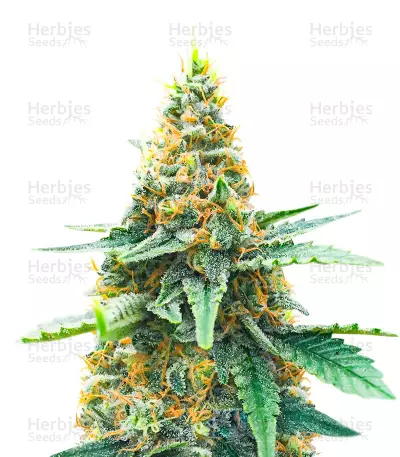 AFS Princess feminisierte Samen (AlphaFem Seeds)