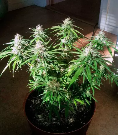 Arjan's Haze #3 (GHS) Cannabis-Samen
