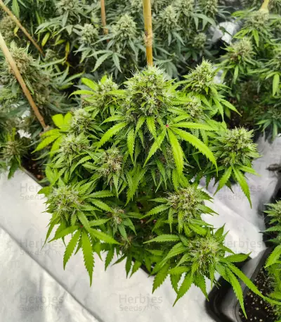 Auto GG#4 Original Glue F1 feminisierte Samen (Seedkeepers)