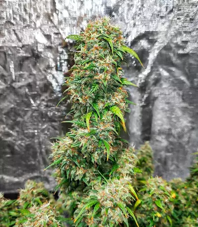 Gorilla Purple Autoflower feminisierte Samen (EGS)