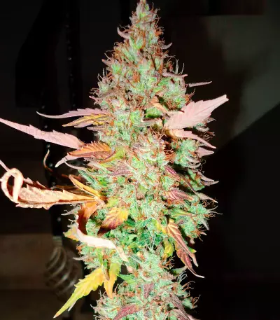 Green Crack Auto (Fast Buds) Cannabis-Samen